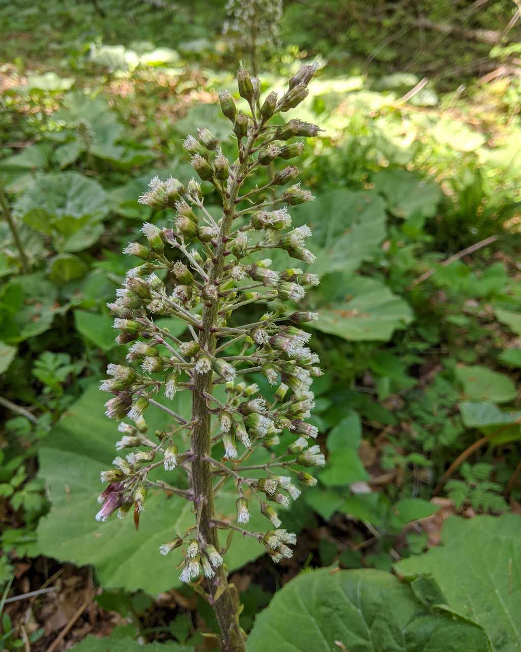 Petasites albus (Asteraceae)